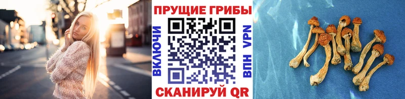 Псилоцибиновые грибы Psilocybe  blacksprut ТОР  Ладушкин 